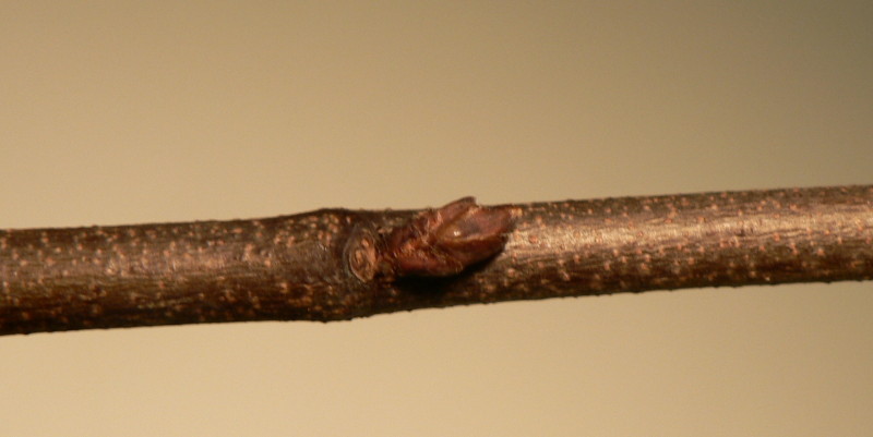 gemme di ulmus minor?